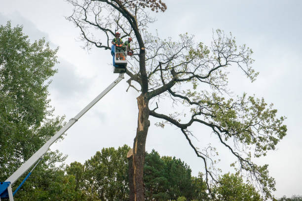 Trusted Gregory, SD Tree Service Experts